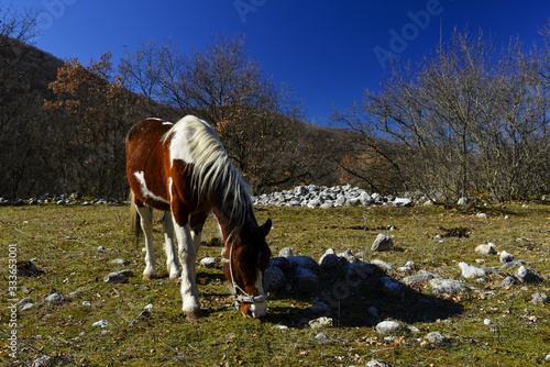 Cheval de trait pâturant dans les Abruzzes en Italie photo