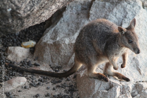Wallaby kangaroo on a rock in Australia