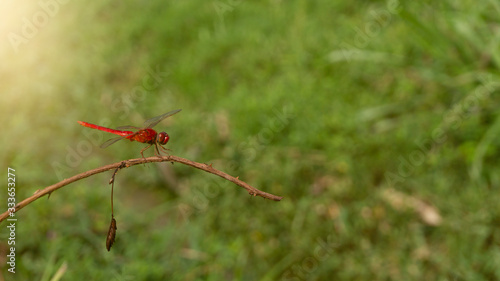 A red dragonfly is sitting on a plant stem in summer