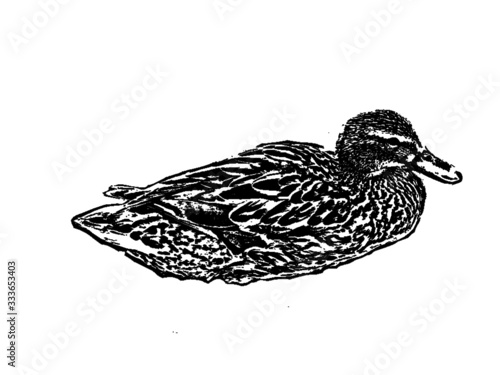 vector de pato nadando