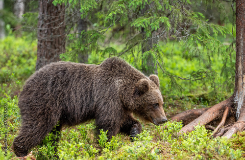 Brown bear in the summer forest. Front view. Scientific name: Ursus arctos. Natural habitat.