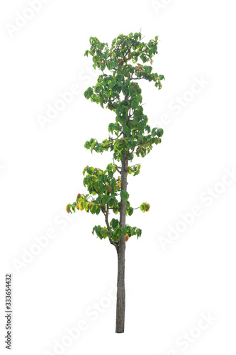A tree on a white background clipping paths