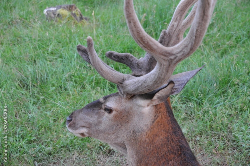 Red deer (Cervus elaphus) in autumn Red deer (Cervus elaphus) in autumn