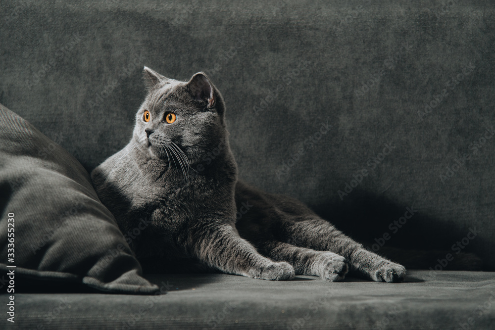.British shorthair cat, blue-gray color with orange eyes. lying on the dark sofa and looking back.