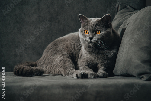 .British shorthair cat, blue-gray color with orange eyes. lying on the dark sofa and looking back.