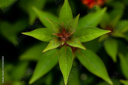 macro photography of green wild plant with blurred background. wild plant concept