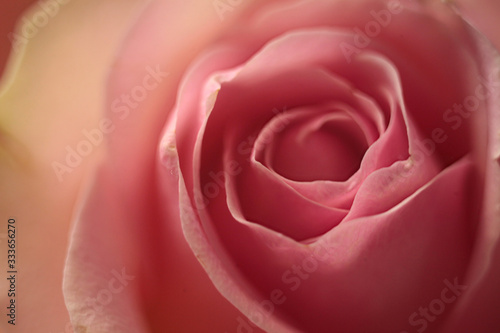 Floral background of pink tender blooming roses  macro photo