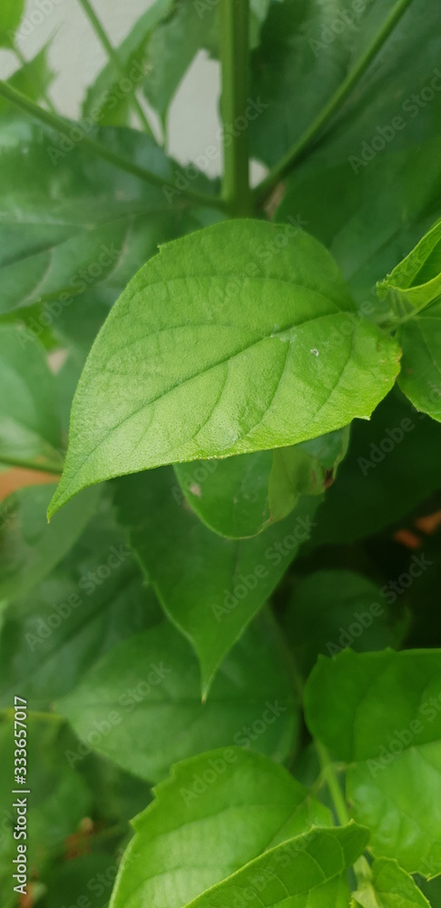 Obraz premium green bright leaves 