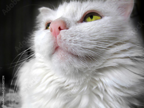 Portrait of a white cat with green eyes looking up