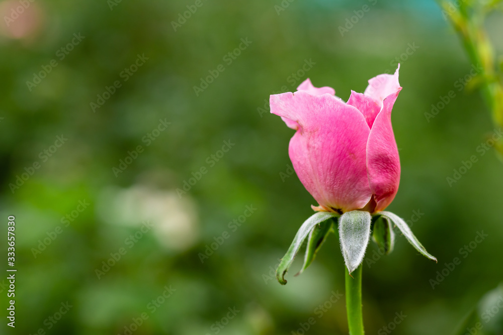 side shot of beautiful pink rose in front of fully blurred green background. beauty concept side shot of beautiful pink rose in front of fully blurred green background. beauty concept