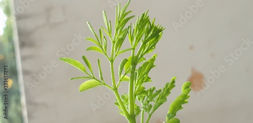 Fototapeta Naklejka Na Ścianę i Meble -  small greeny shoots of moringa plant