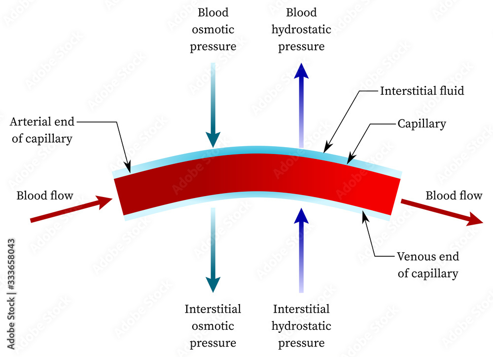 Hydrostatic Pressure Capillary hydrostatic-pressure-capillary