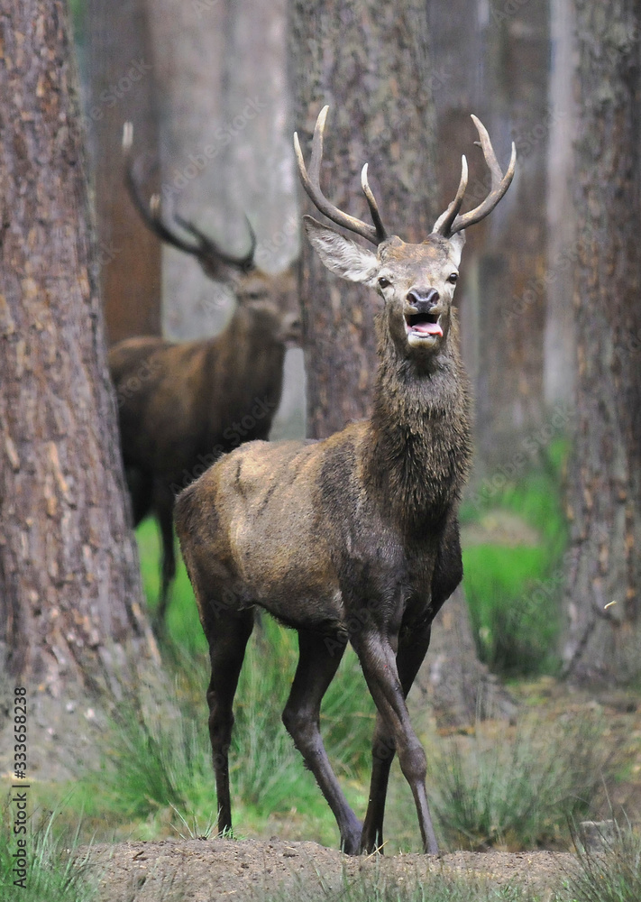 Obraz premium Red deer (Cervus elaphus) in autumn