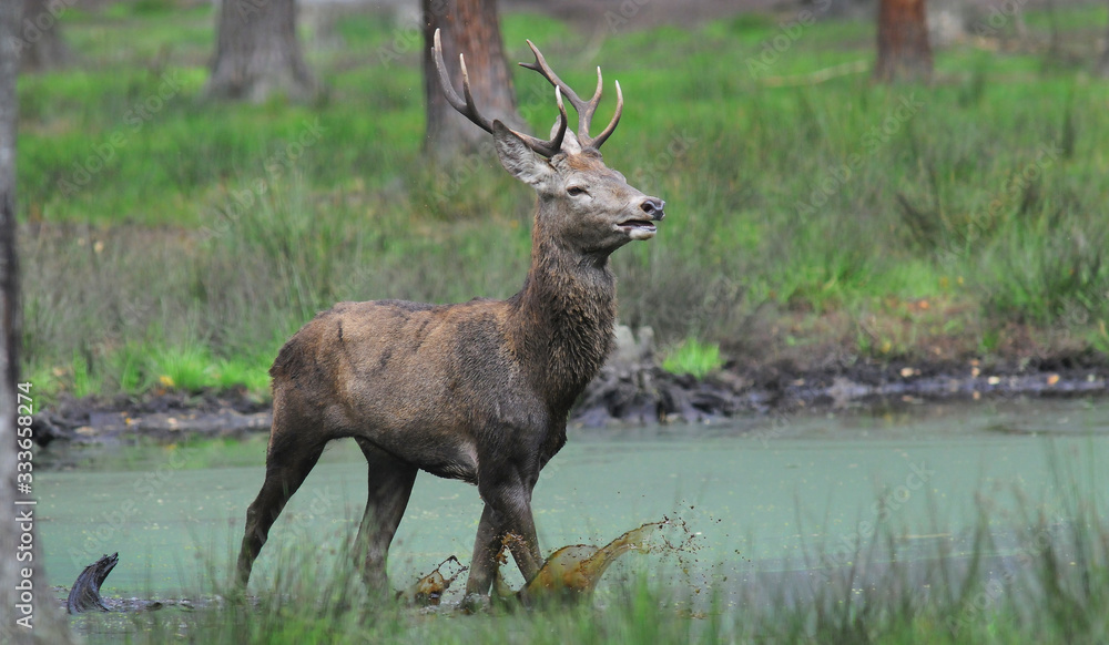 Red deer (Cervus elaphus) in autumn Red deer (Cervus elaphus) in autumn
