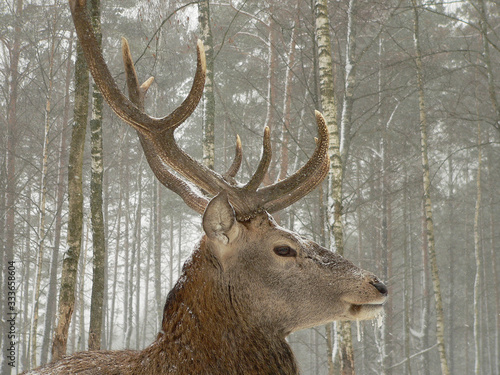 Red deer  Cervus elaphus  in winter