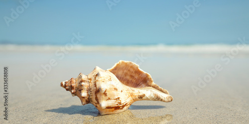 Muschel am Strand im Sand
