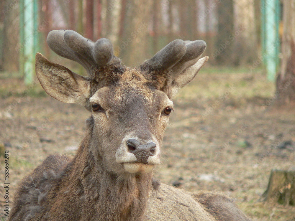 Fototapeta premium Red deer (Cervus elaphus) in autumn
