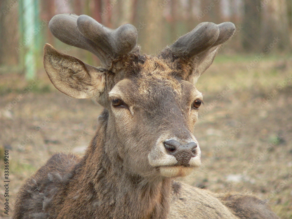 Red deer (Cervus elaphus) in autumn