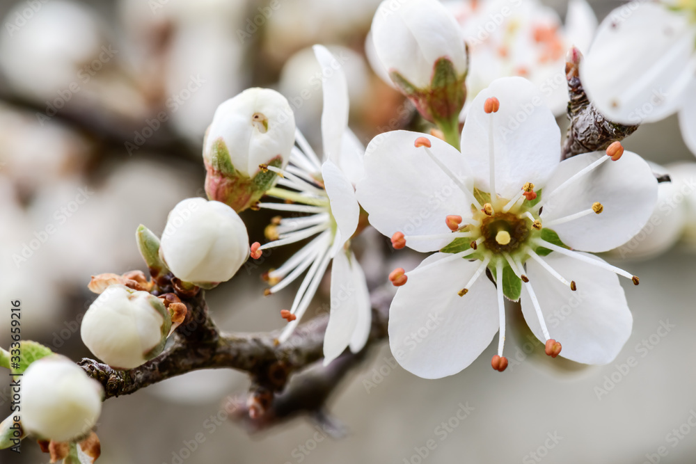 Close-up of a cherry blossom