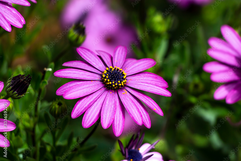 GERBER DAISY PINK PURPLE CLOSE UP MACRO GERBER DAISY PINK PURPLE CLOSE UP MACRO