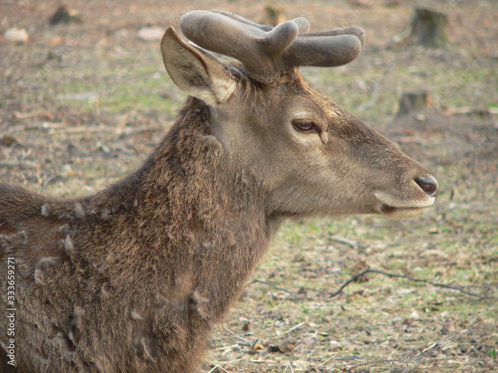 Fototapeta premium Red deer (Cervus elaphus) in autumn