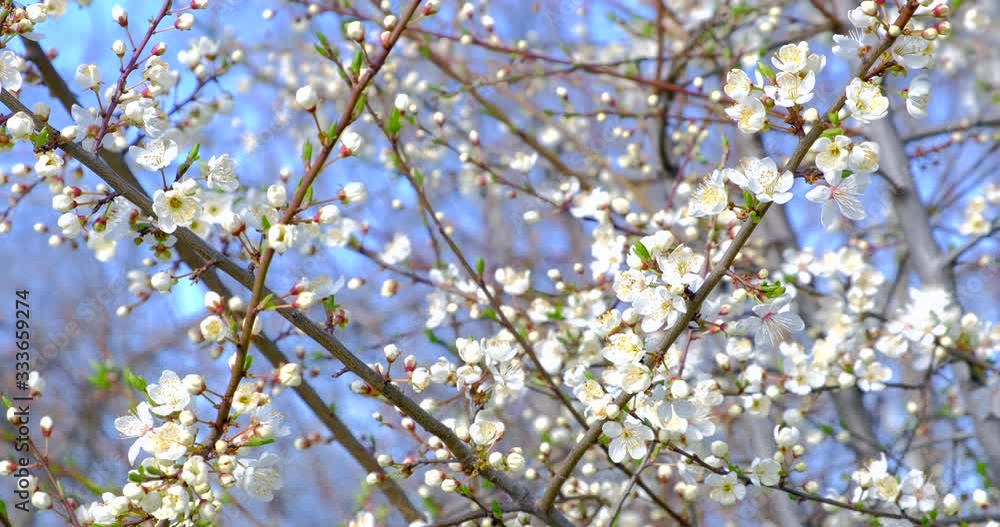 Branch with beautiful white Spring Cherry Flowers on Tree. Nature scene with flowering sakura on blossom background. Botanical bloom concept. Blooming backdrop Branch with beautiful white Spring Cherry Flowers on Tree. Nature scene with flowering sakura on blossom background. Botanical bloom concept. Blooming backdrop