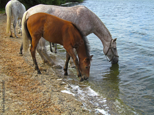 Fototapeta Naklejka Na Ścianę i Meble -  Horses drink water on the shore of a river. Beautiful landscape with small herd of brown and white domestic animals on a lake, pond or river.