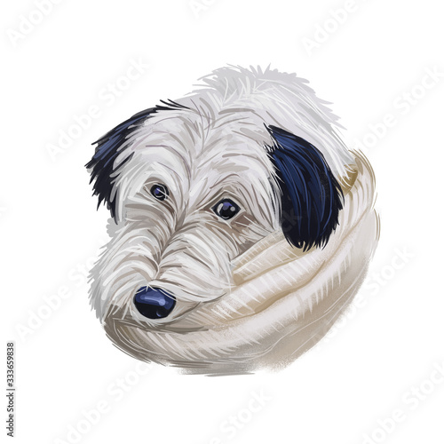 Sheepadoodle dog digital art illustration isolated on white photo