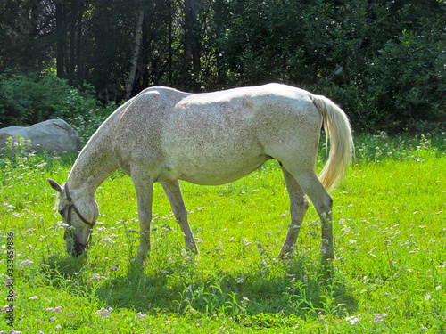 One horse eating grass in a green meadow. Cute domestic animal grazing on a green field on a sunny summer day.