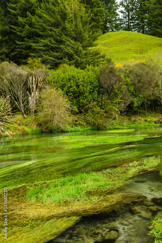 ニュージーランド プタルルのブルースプリングの透明で澄んだ川