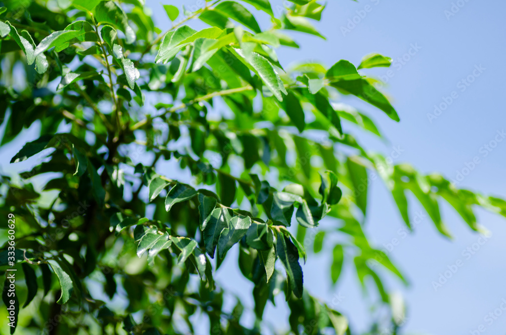 Close up shot, fresh curry leaves (Murraya koenigii or Bergera koenigii) at plant garden. bright sunny day and shallow depth of field background