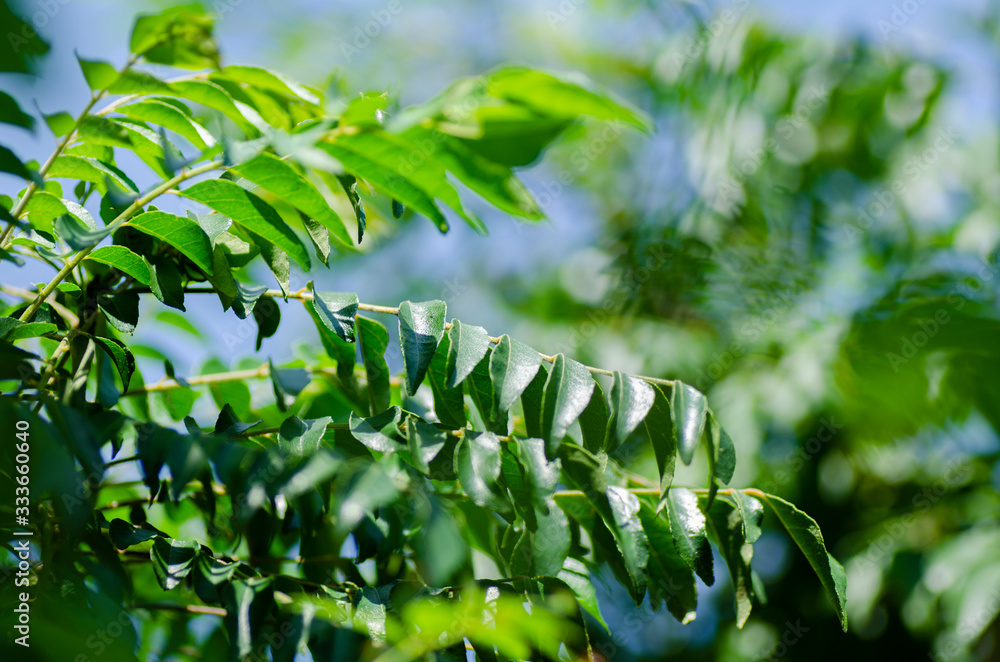 Obraz premium Close up shot, fresh curry leaves (Murraya koenigii or Bergera koenigii) at plant garden. bright sunny day and shallow depth of field background
