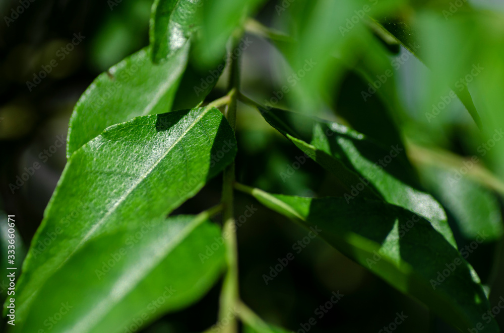 Close up shot, fresh curry leaves (Murraya koenigii or Bergera koenigii) in the plant garden Close up shot, fresh curry leaves (Murraya koenigii or Bergera koenigii) in the plant garden