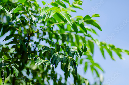 Close up shot, fresh curry leaves (Murraya koenigii or Bergera koenigii) at plant garden. bright sunny day and shallow depth of field background