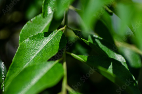 Close up shot, fresh curry leaves (Murraya koenigii or Bergera koenigii) in the plant garden