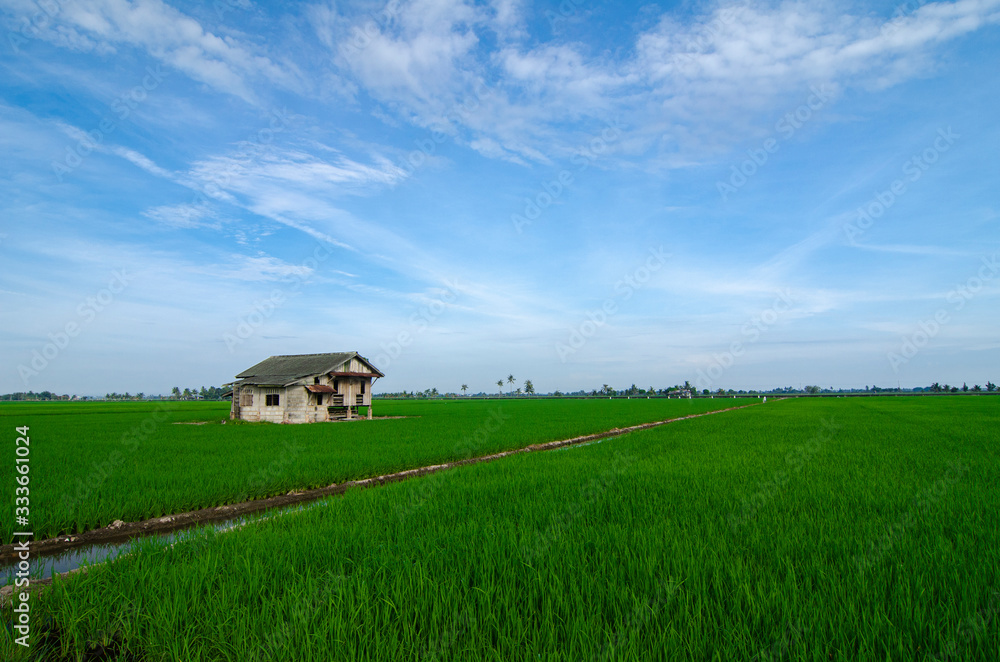 Rural area view surrounding with beautiful landscape of green paddy rice field