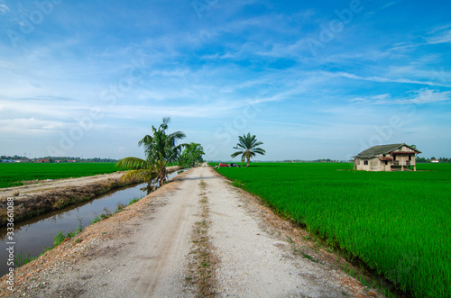 Rural area view surrounding with beautiful landscape of green paddy rice field