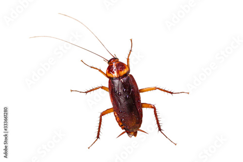 Cockroach have condensation on the body isolate on white background.