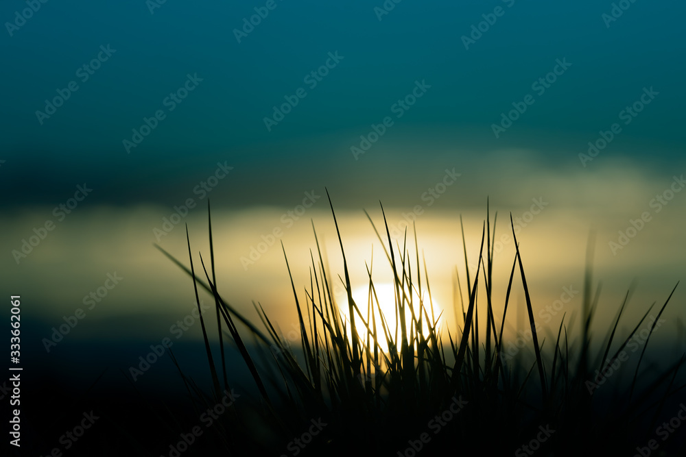 Grass spikes on sunset sky background