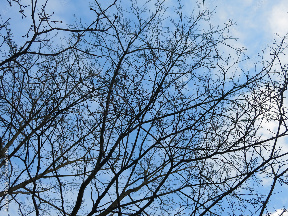 thick branches of trees against a bright blue sky thick branches of trees against a bright blue sky
