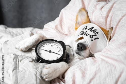Obraz na plátně Cute corgi sleeps on the bed with eye mask. Live with schedule,