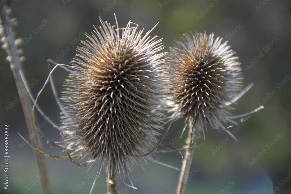 Thistle dead dry flower head spring time Thistle dead dry flower head spring time