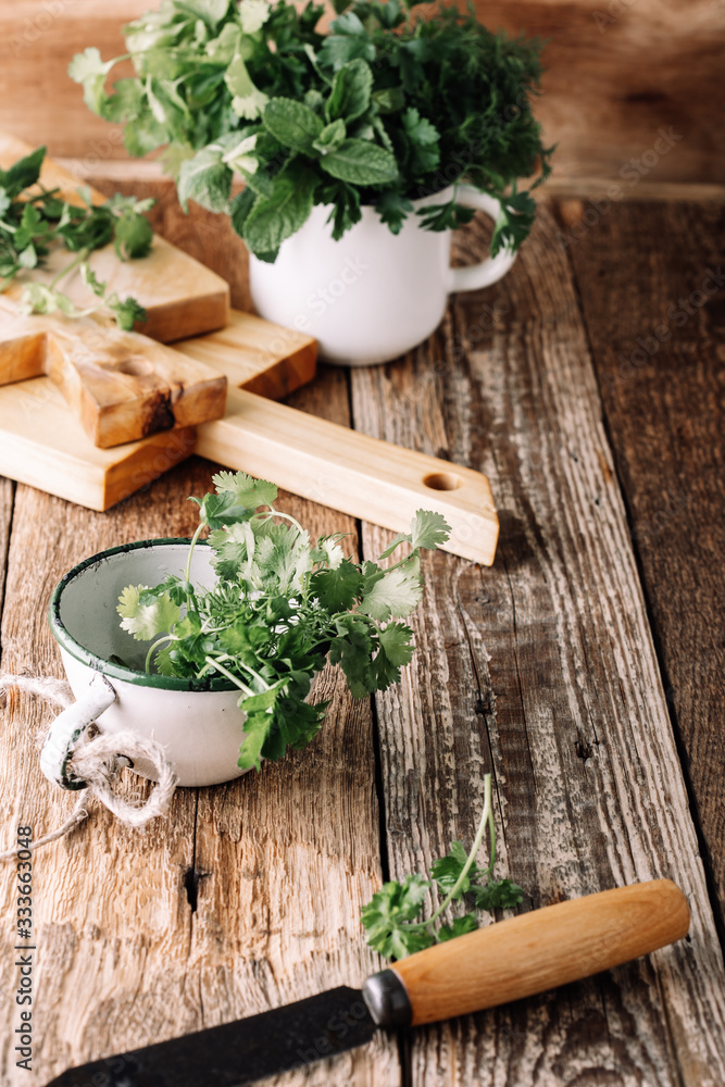 Variety of fresh green culinary herbs, homegrown parsley, cilantro, mint Variety of fresh green culinary herbs, homegrown parsley, cilantro, mint