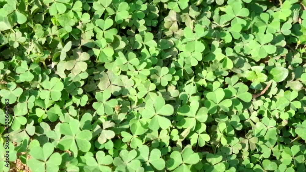 Green leaf background Green leaf background