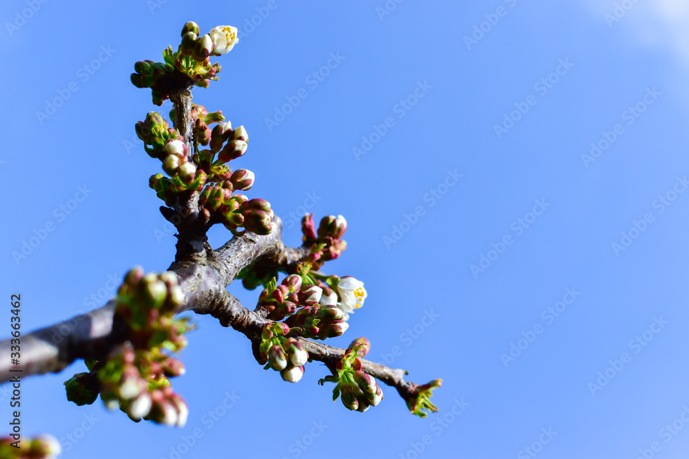 cherry blossoms against the blue sky cherry blossoms against the blue sky