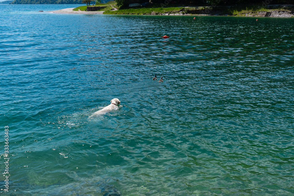 Naklejka premium Golden retriever follows ducks in the lake