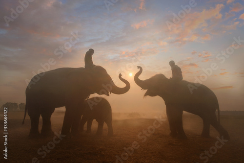 Elephant and Mahous on durin sunrise ,Surin Thailand,Solf focus