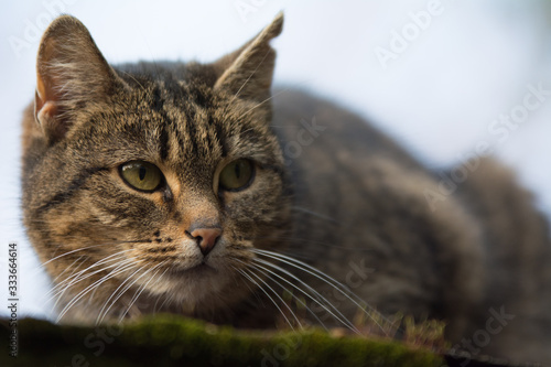 Close-up of a sprayed tabby cat with incision scar on her ear looking right - copy space