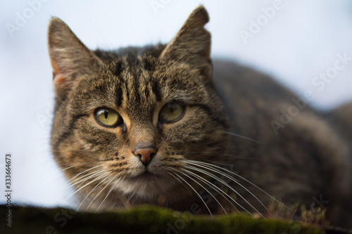 Close-up of a sprayed tabby cat with incision scar on her ear looking into the camera - copy space