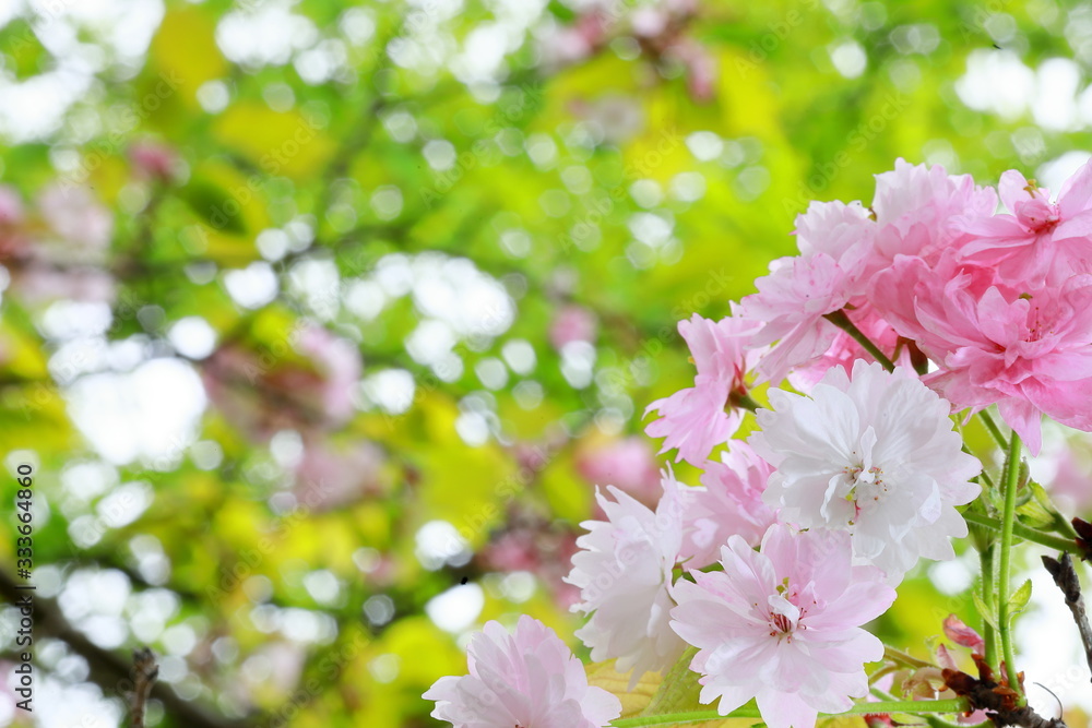 Nara-no-yaezakura=double-cherry-blossoms